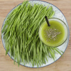 BIO microgreens súprava - mladá pšenica, pšeničná tráva - Sperli - predaj bio semien na klíčenie - 1 ks