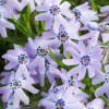 Phlox subulata 