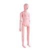 Anatomický ľudský model 116 cm Model ženy