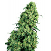Sensi Seeds Skunk #1 semena neobsahují THC 10 ks