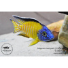 Aulonocara stuartgranti Usisya - 6,5-9cm