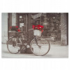 Nástenný obraz na bicykel poinsettia 40x60 cm