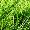 Fresh cut Grass - vôňa do sviečky (Čerstvo pokosená tráva - vôňa do vosku)