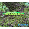 Wobler SHIMANO Bantam World Minnow 115 SP - Fire Tiger