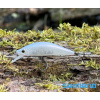 Wobler SHIMANO Cardiff Refrain 50HS - Ghost Bait