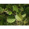 Jelša lepkavá, Alnus glutinosa, výška 50 - 80 cm
