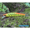 Wobler SHIMANO Bantam World Minnow 115 SP - Hot Tiger