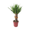 Juka obrovská, 3 kmene FloraSelf Yucca 'Maya' výška cca 90 cm kvetináč Ø 24 cm