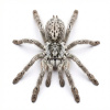 Heteroscodra maculata Samice