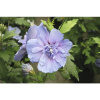 Ibištek sýrsky na kmienku FloraSelf Hibiscus syriacus 'Blue Chiffon' výška kmeňa 50 cm kvetináč 3 l