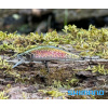 Wobler SHIMANO Cardiff Refrain 50HS - Rainbow