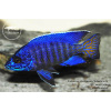 Aulonocara stuartgranti Chilumba - 4-5cm