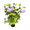 Ibištek sýrsky na kmienku FloraSelf Hibiscus syriacus 'Lavender Chiffon' výška kmeňa 50 cm kvetináč 3 l
