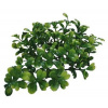 Lucky Reptile Turtle Plants Bacopa cca 40 cm