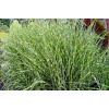 Miscanthus sinensis 'Zebrinus' (Ozdobnica čínska 'Zebrinus')