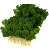 Moss Reindeer Moss 200g Moss Green (Moss Reindeer Moss 200g Moss Green)