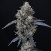 Pure Instinto - Minty Grape Kush 3 ks - Semená neobsahujú THC