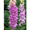 Digitalis purpurea (Náprstník )
