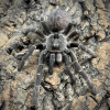 Ceratogyrus darlingi Neurčený