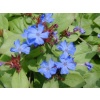 Ceratostigma plumbaginoides (Rohoblizník / Rohovník)