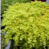 Lysimachia nummularia Goldilocks-čerkáč- Akcia