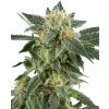 White Label Snow Ryder Automatic semena neobsahuji THC 3 ks