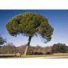 Pinus Pinea(borovica píniová) - 160cm kmienok