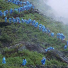 LP Courtney Barnett: End Of The Day (Music From The Film Anonymous Club) CLR