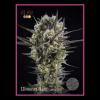 Élite Seeds - Llimonet Haze CBD 3 ks - Semená neobsahujú THC