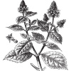 Pačuli olej 100% Alteya Organics 5 ml regeneračný Objem: 5ml
