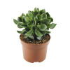 Tučnolist vajcovitý FloraSelf Crassula ovata 'Hulk' výška 17-22 cm kvetináč Ø 12 cm