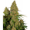Sensi Seeds Cannabis Seeds Sticky Orange XXL Automatic Feminized, 3-10 ks 5 ks