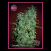 Élite Seeds - Llimonet Haze 7 ks - Semená neobsahujú THC