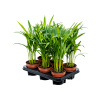 Dypsis (Areca) lutescens 6/tray R12cm V45cm