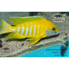 Aulonocara baenschi Benga - 6,5-9cm