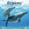 Dolphins, 30,5 x 30,5 30,5 x 61 cm 2026