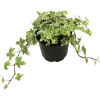 Brečtan bielo panašovaný FloraSelf Hedera helix 'Kolibri' Ø kvetináče 13 cm