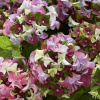 Hortenzia kalinolistá (Hydrangea macrophylla ´Lady Mata Hari® Pink´) veľkosť 25cm+