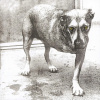 Alice In Chains - Alice in Chains CD