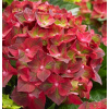 Hortenzia kalinolistá (Hydrangea macrophylla ´Magical Ruby Tuesday´®) veľkosť 25cm+