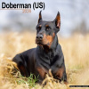 Doberman US, 30,5 x 30,5 30,5 x 61 cm 2026