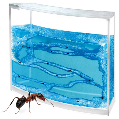 vlažný sekaná radšej kde v bratislave kupit mravčie akvárium Dinkarville  kraul zemiak