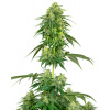 Sensi Seeds Cannabis Seeds Strawberry Kush Feminized by White Label, 3-10 ks 10 ks