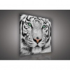 Obraz na plátne štvorec - OB1830 - Tiger 80cm x 80cm - O2