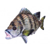 Mikro trading Kapr 45cm