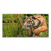 Obrázok s grafikou na stene 140x70 Tiger Animals (Obrázok s grafikou na stene 140x70 Tiger Animals)