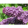 Orgován obyčajný Amethyst (kontajner p9)