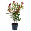 Červienka Fraserova Carre Rouge 2l 30-40cm Photinia fraseri Carre Rouge