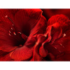 Feng shui fotografia Amarylis pre vášeň (na mieru) - rozmery XXL (135 x 105 cm)