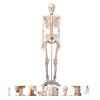 Flexible Skeleton Model - Fred (Anatomické modely)